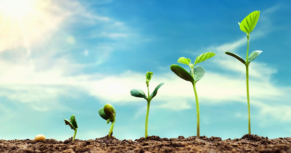Stages of Plant Growth from Seed